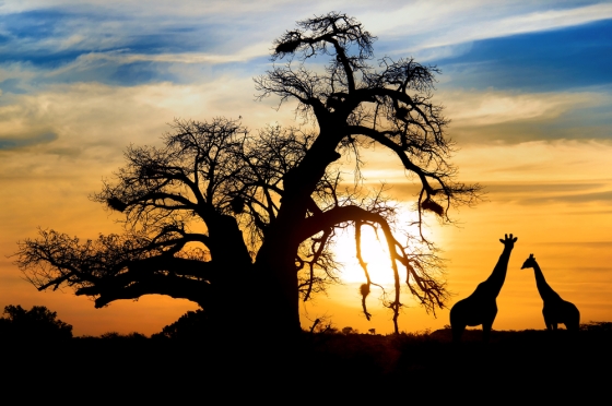 Image depicting wonderful African safari adventures 